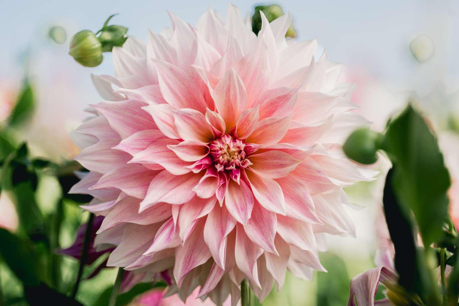 Daalia 'Cafe au Lait Royal'